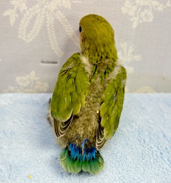 コザクラインコ（小桜インコ）