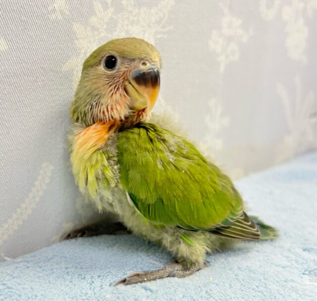 コザクラインコ（小桜インコ）