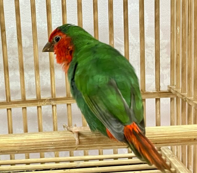 ✨️最新画像✨️レア種❣️鮮やかビューティーさん✨️🪭日の丸鳥 2023年4月生まれ ヒノマルチョウ(日の丸鳥)