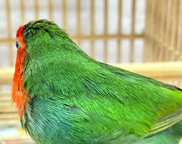 ✨️最新画像✨️レア種❣️鮮やかビューティーさん✨️🪭日の丸鳥 2023年4月生まれ ヒノマルチョウ(日の丸鳥)