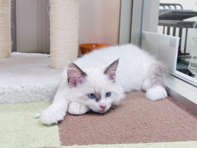 甘ったれボーイのラグドール君❣️ ラグドール