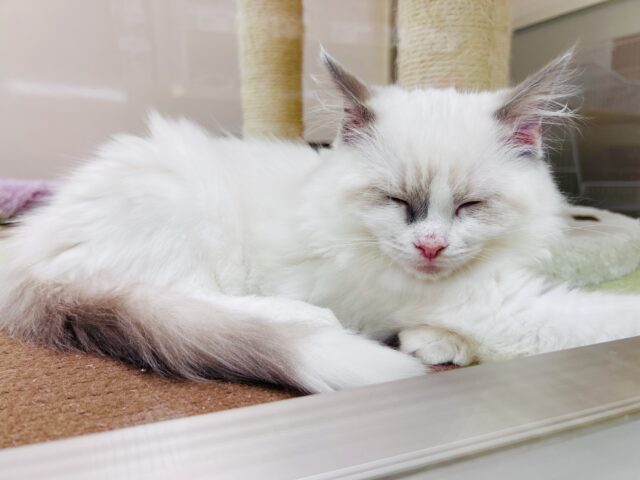 甘ったれボーイのラグドール君❣️ ラグドール