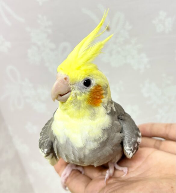 オカメインコ