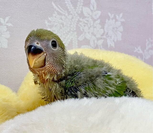 コザクラインコ（小桜インコ）