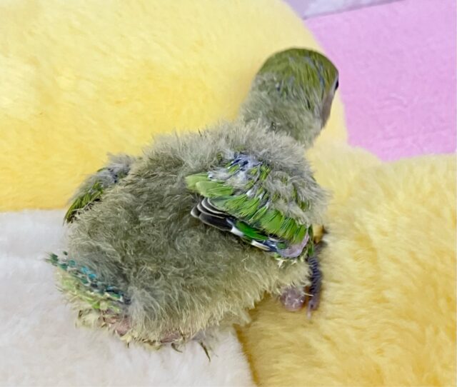 コザクラインコ（小桜インコ）