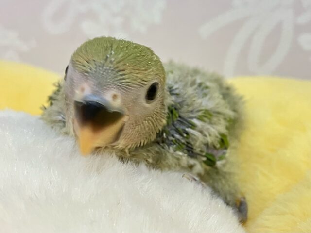 コザクラインコ（小桜インコ）