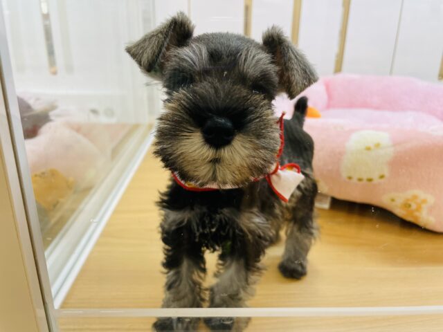 ミニチュアシュナウザー