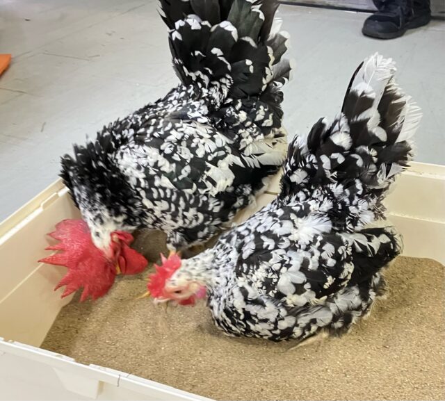 碁石チャボ（ゴイシチャボ）