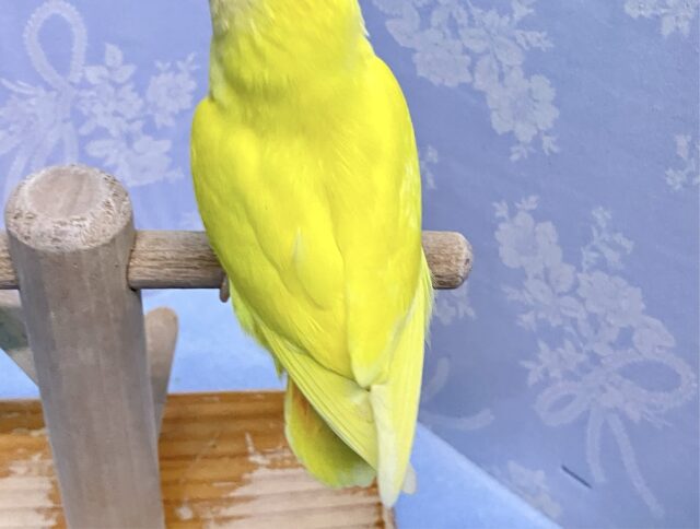 コザクラインコ（小桜インコ）