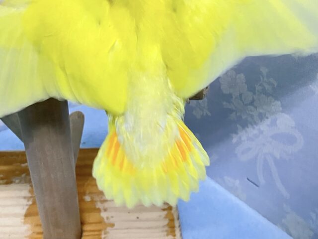 コザクラインコ（小桜インコ）