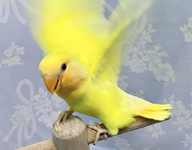 コザクラインコ（小桜インコ）