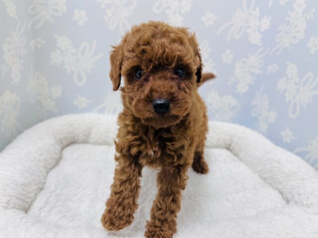 トイプードル