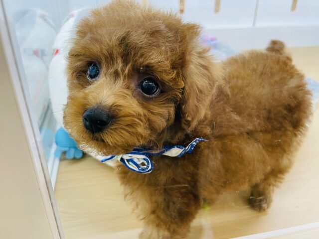 大好きが止まらな〜い♥トイプードルくん! トイプードル