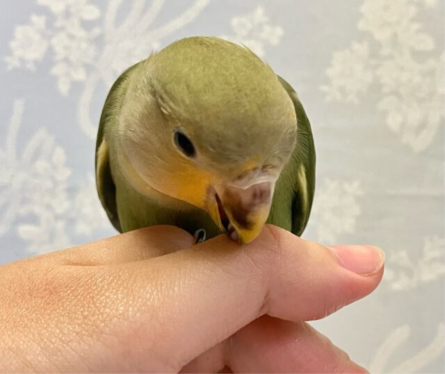 コザクラインコ（小桜インコ）