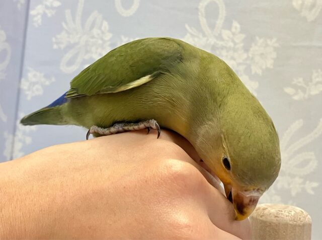 コザクラインコ（小桜インコ）