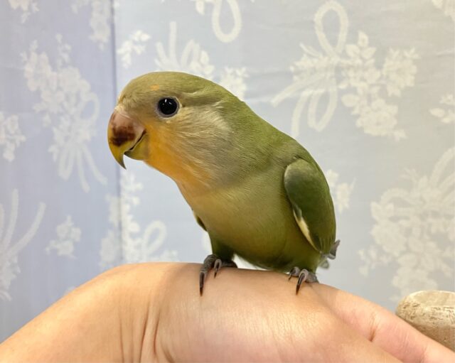 コザクラインコ（小桜インコ）