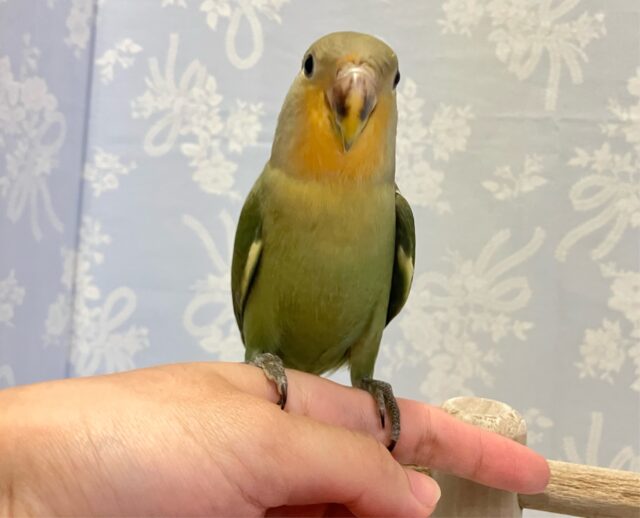 コザクラインコ（小桜インコ）