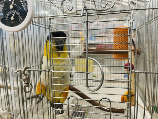 ズグロシロハラインコ