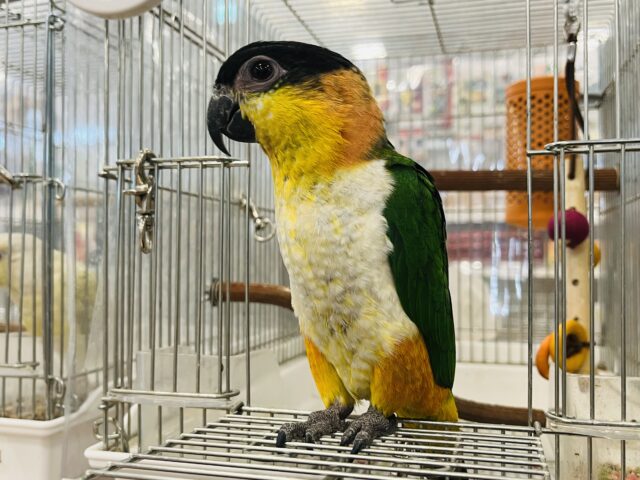 ズグロシロハラインコ