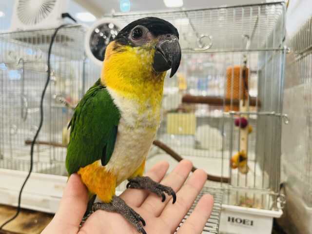 ズグロシロハラインコ