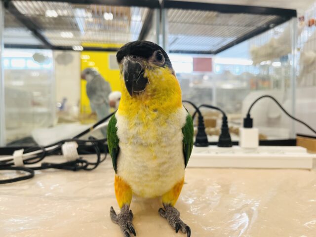 ズグロシロハラインコ