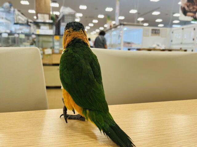 ズグロシロハラインコ