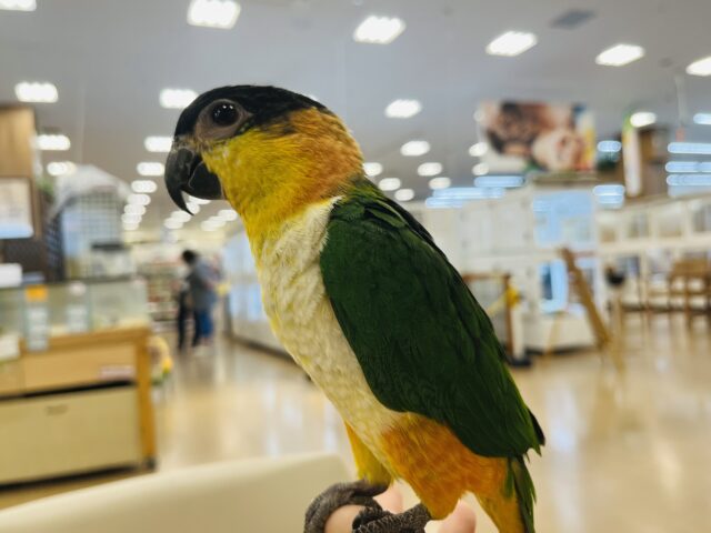 ズグロシロハラインコ