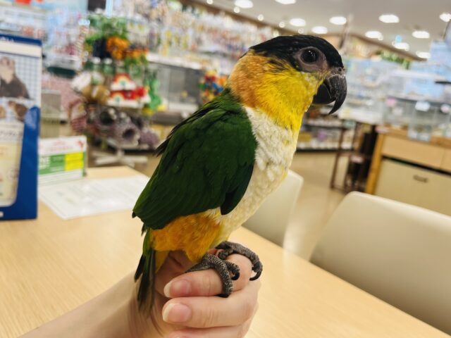 ズグロシロハラインコ