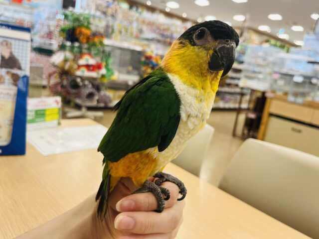 ズグロシロハラインコ