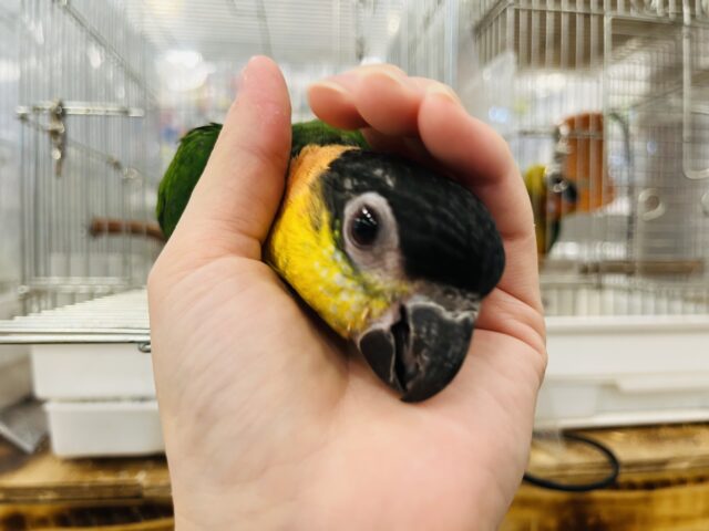ズグロシロハラインコ