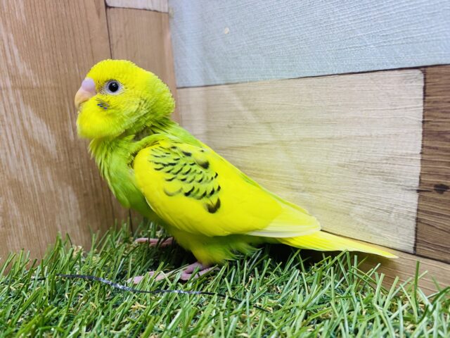 セキセイインコ