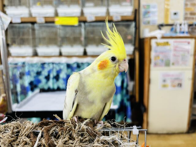 オカメインコ