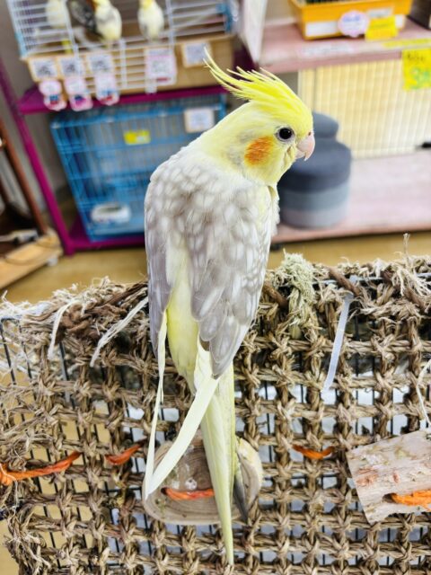 オカメインコ