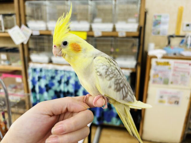 オカメインコ