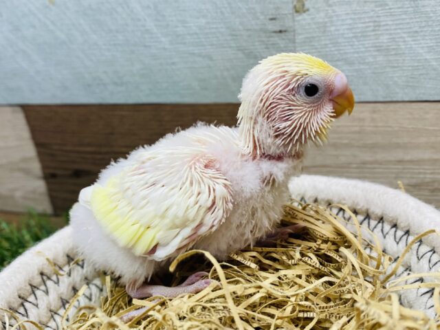 セキセイインコ