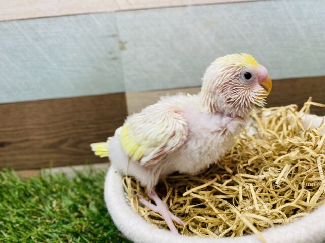 セキセイインコ