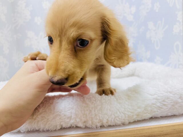 ミニチュアダックス