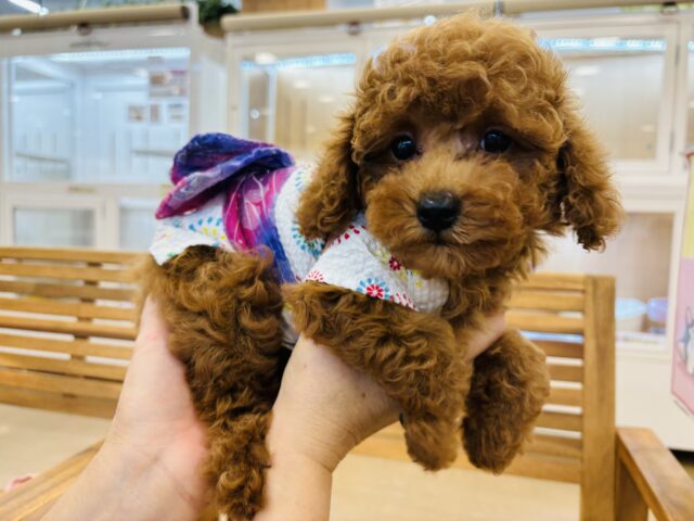トイプードル