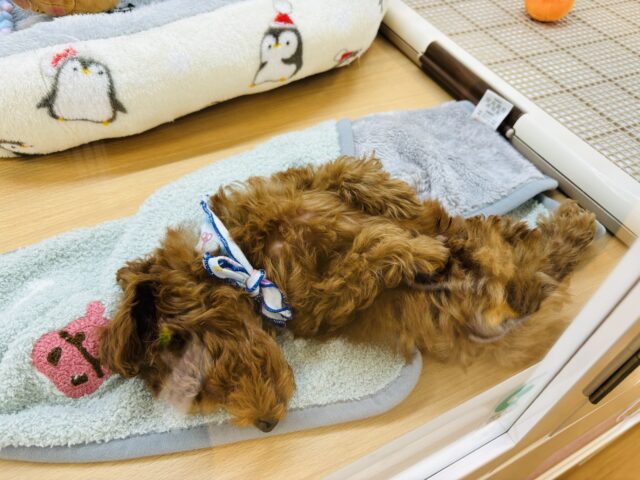 大好きが止まらな〜い♥トイプードルくん! トイプードル