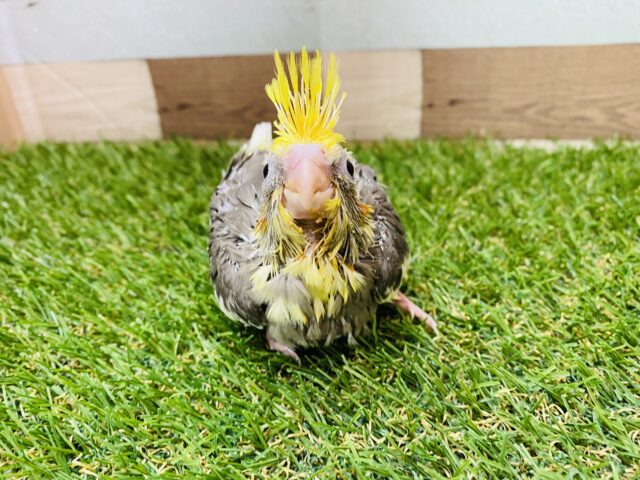オカメインコ