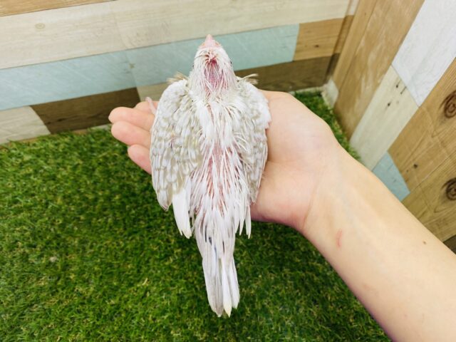 オカメインコ