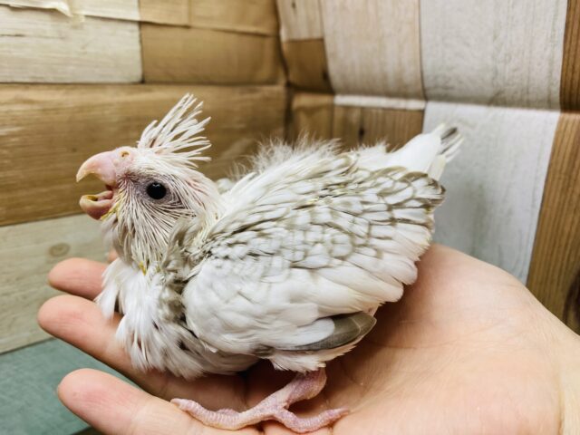 オカメインコ