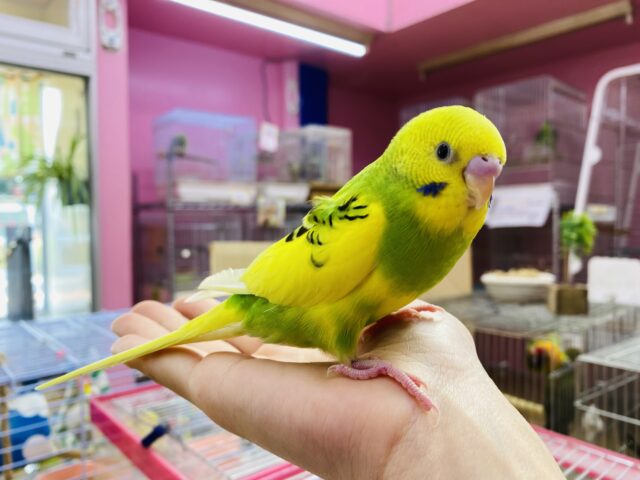 セキセイインコ