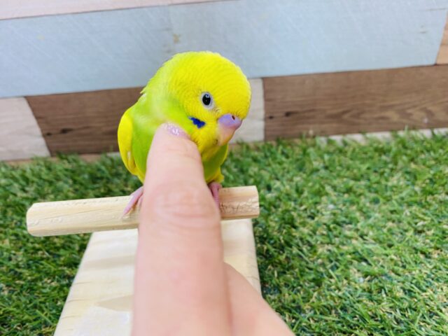セキセイインコ