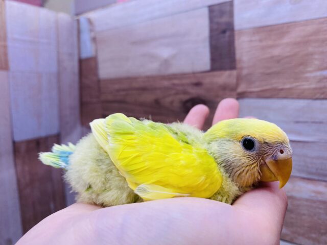 コザクラインコ（小桜インコ）