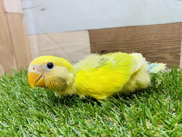 コザクラインコ（小桜インコ）