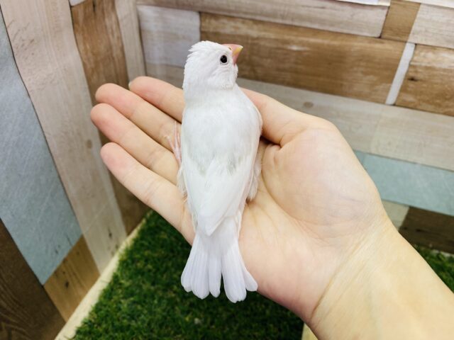 白文鳥