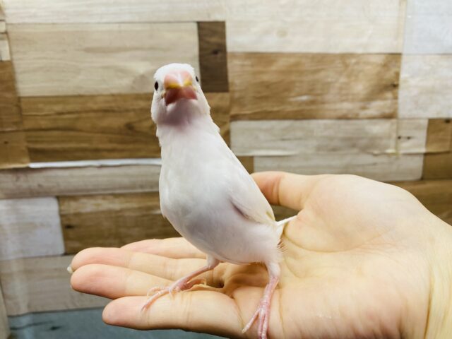 白文鳥