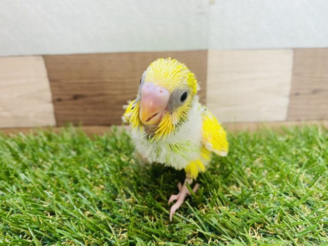 セキセイインコ