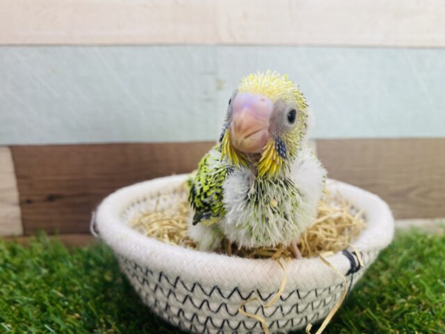 セキセイインコ